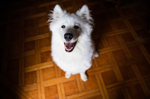 A white dog stay at home