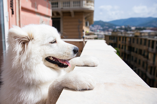 nosy watching dog form top of balcony