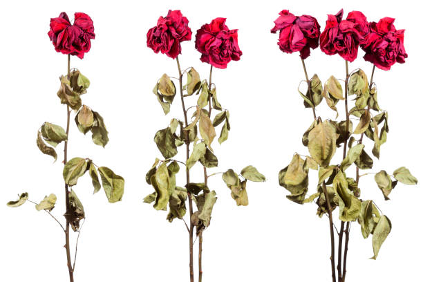 Dried roses stock photo
