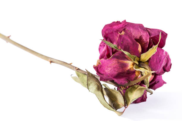 Dried rose flower stock photo