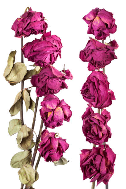 Decoration of dry roses stock photo
