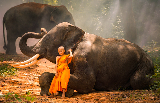 Novices or monks and Two elephants. novices sit and talk, and a large elephant with forest background, Tha Tum District, Surin, Thailand