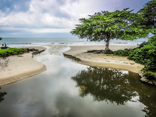 tree with water mouth of a river into the sea with a tropical tree in the city of Libreville in Gabon gabon stock pictures, royalty-free photos & images