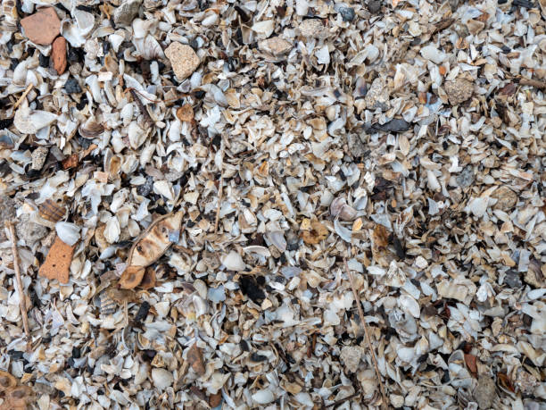 istock The texture of small shells on the river bank. 1225013413