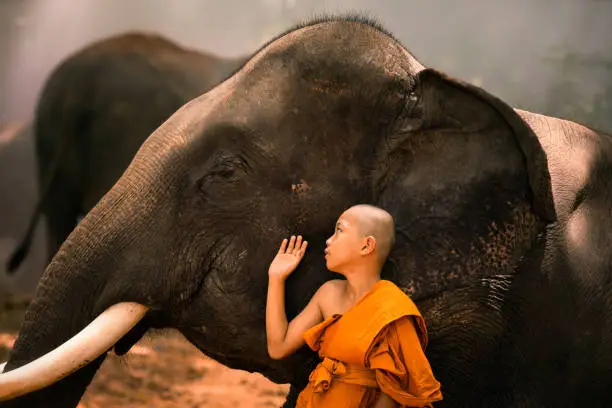 Photo of Novices or monks hug elephants. Novice Thai standing and big elephant with forest background. , Tha Tum District, Surin, Thailand.