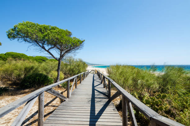 passerelle en bois à travers la forêt de pins à la plage de bolonia. côte atlantique de tarifa, province de cadix, andalousie, espagne méridionale. - cadiz andalusia beach spain photos et images de collection