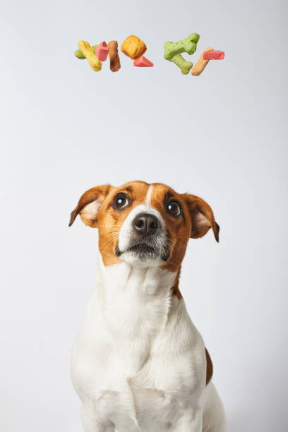 pies marzy - dog eating puppy food zdjęcia i obrazy z banku zdjęć