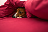 dog under the covers