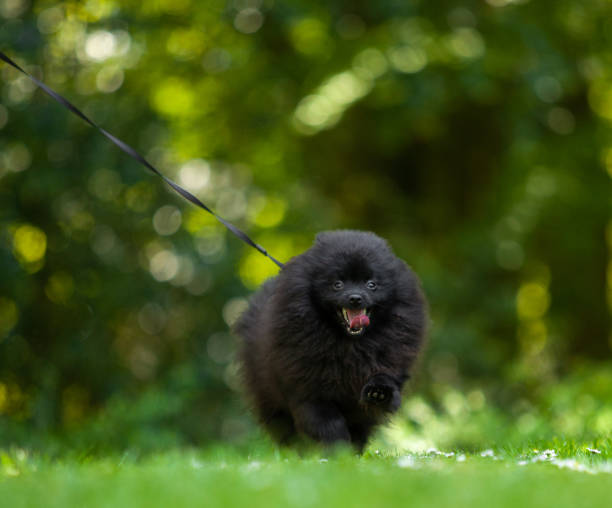 istock Black pomeranian spitz on a background of green grass. 1225014769
