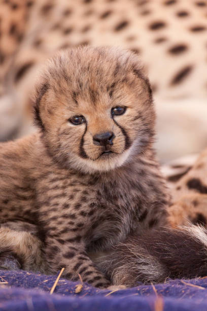 istock Tiny newborn baby cheetah portrait 1225014784