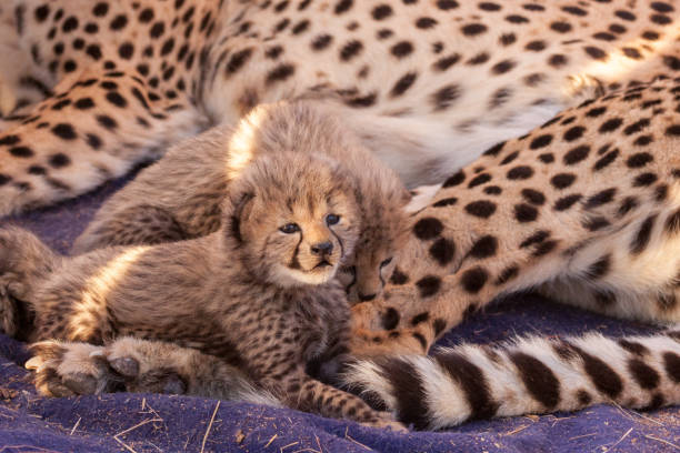 istock Newborn baby cheetah with mum 1225014841