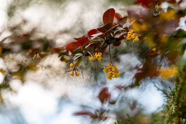 Close-up to yellow spring flowers on trees. Selective focus