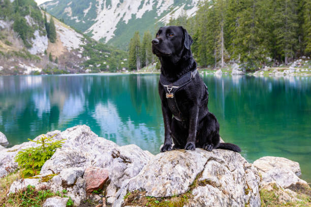 istock Dog in front of lake Soinsee 1225017200