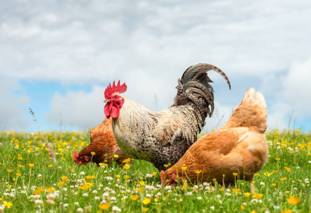 A free range cockerel and hens together in a summer meadow with clover and buttercups among the grass.