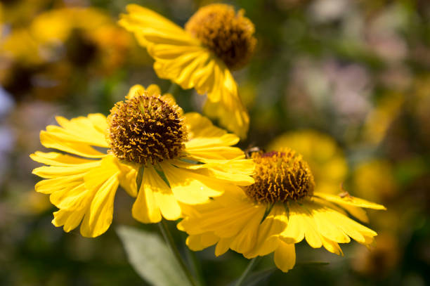 Helenium autumnale common sneezeweed in bloom, bunch of yellow brown flowering flowers Helenium autumnale common sneezeweed in bloom, bunch of yellow brown flowering flowers, green leaves sneezeweed stock pictures, royalty-free photos & images