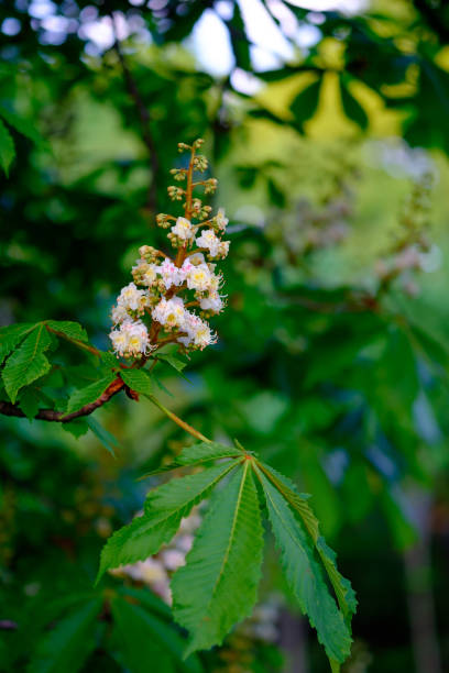 istock Beautiful white blossoms of a chestnut tree close-up. 1225017303