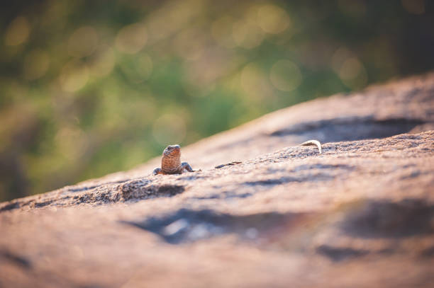 A lizard peaking over a rock and looking slightly to the left. The lizard is curious.