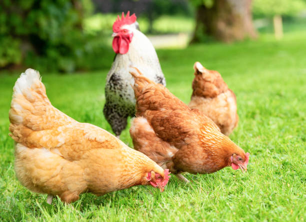 istock Free range chickens foraging outdoors 1225017458