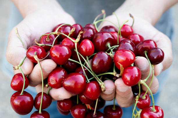 istock man with freshly collected cherries in his hands 1225019505