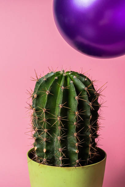 istock Balloon flying too close to cactus 1225020687