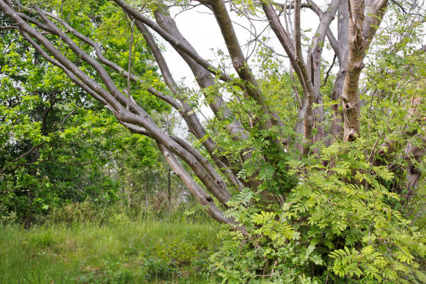 istock Bush with lots of tree trunks in northern Germany. 1225022442