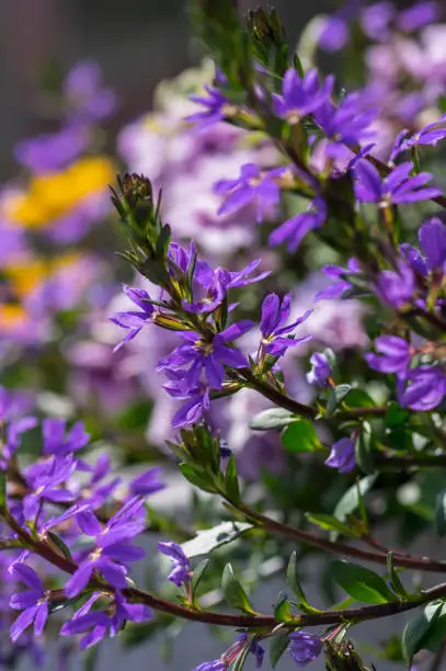 Scaevola aemula fairy fan-flower purple violet flowering ornamental plant, group of beautiful flowers in bloom, green leaves