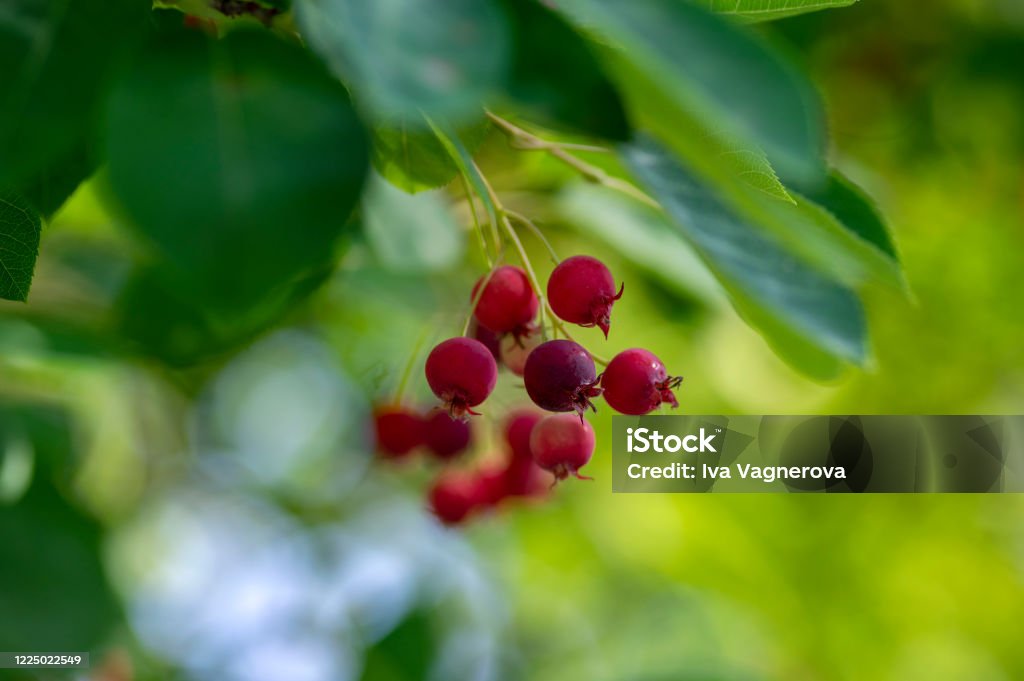 Amelanchier lamarckii ripe and unripe fruits on branches, group of berry-like pome fruits called serviceberry or juneberry Amelanchier lamarckii ripe and unripe fruits on branches, group of berry-like pome fruits called serviceberry or juneberry, green leaves Amelanchier Stock Photo