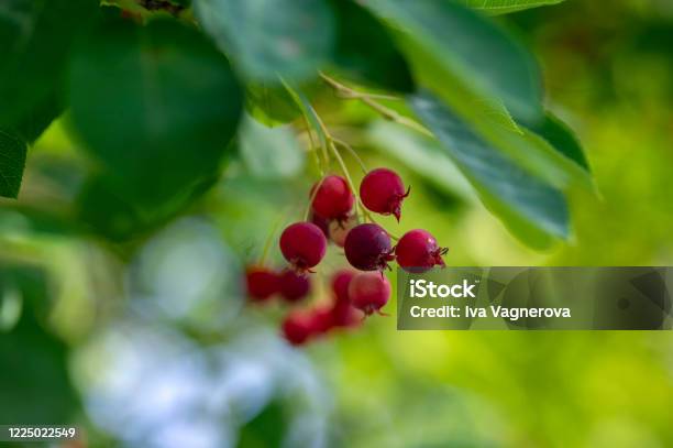 Amelanchier Lamarckii Ripe And Unripe Fruits On Branches Group Of Berrylike Pome Fruits Called Serviceberry Or Juneberry Stock Photo - Download Image Now