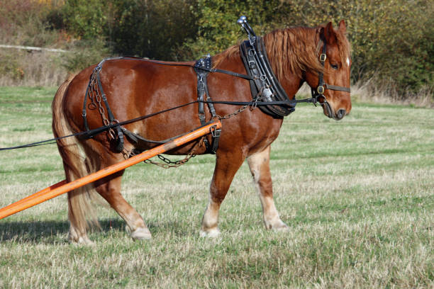 arbeiten suffolk stanzpferd - working horse stock-fotos und bilder