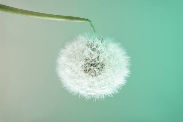 istock Close up beautiful dandelion flower color light background pattern texture. Macro Photography View. 1225023159