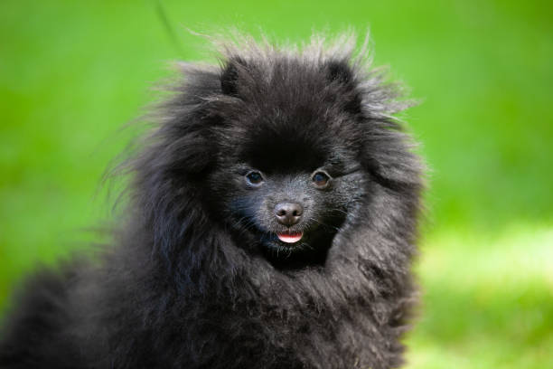 istock Black pomeranian spitz on a background of green grass. 1225023821