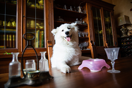Cute samoyed sitting behind the kitchen table