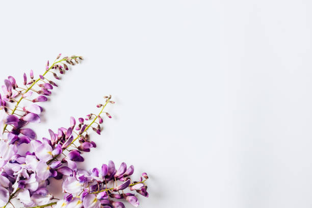 istock Wisteria flowers white background. Decorative backdrop 1225026817