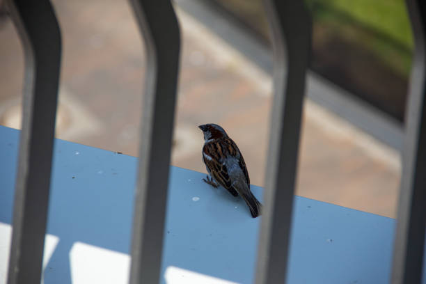 istock House Sparrow (Passer Domesticus) sitting on metal railing 1225026846