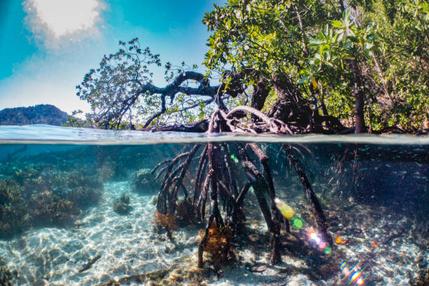Mangrove Clear water mangrove in raja ampat are nursery for marine life mangrove tree photos stock pictures, royalty-free photos & images