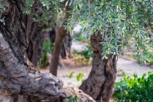 istock Ancient olive trees in Gethsemane garden, Jerusalem. Israel 1225027925