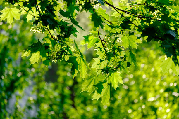 istock Fresh green maple foliage in spring in the forest closeup. 1225028597