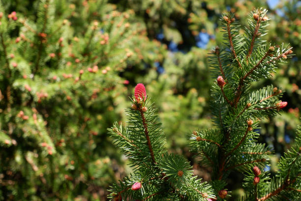 istock Young fresh pink spruce cone on branch in spring close up view selective focus sunny day image 1225028859
