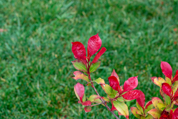 flower on green background flower on green background çevre stock pictures, royalty-free photos & images