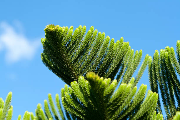 Norfolk island pine branches in front of blue sky Close-up of branches of norfolk island pine (araucaria heterophylla) with green needles in front of blue sky araucaria heterophylla stock pictures, royalty-free photos & images