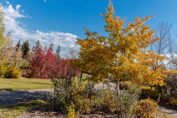 forest park - saskatoon saskatchewan university canada imagens e fotografias de stock