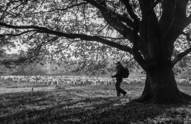 Shepherd with Flock of sheep