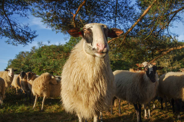 istock Flock of sheep 1225030301