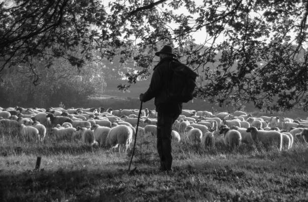 Shepherd with Flock of sheep