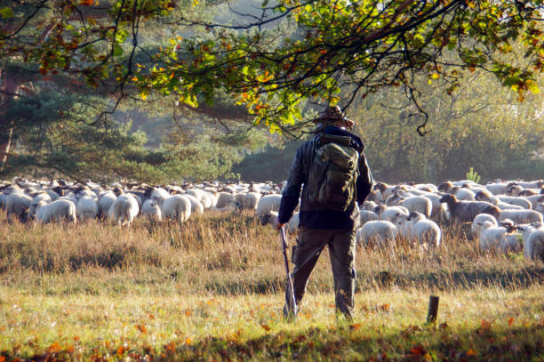 Shepherd with Flock of sheep