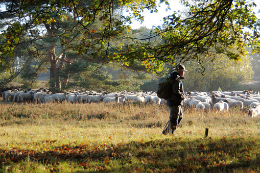 Shepherd with Flock of sheep