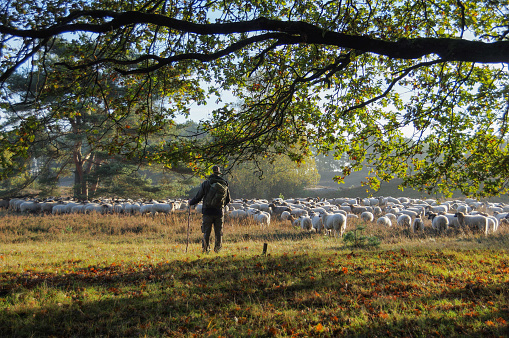Shepherd with Flock of sheep
