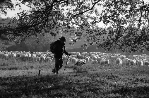 Grazing flack of sheep with herder in the area cold Brunssummerheide