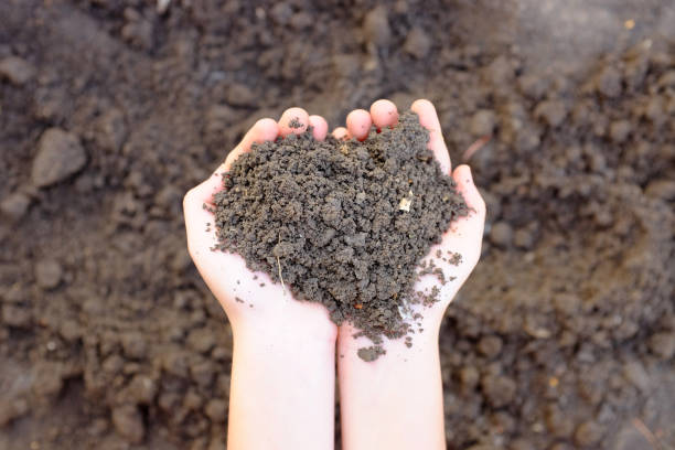 istock Close-up Soil in child hands holding. 1225031344