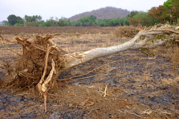 istock Fallen tree damaged by natural wind storm outdoor. 1225031560